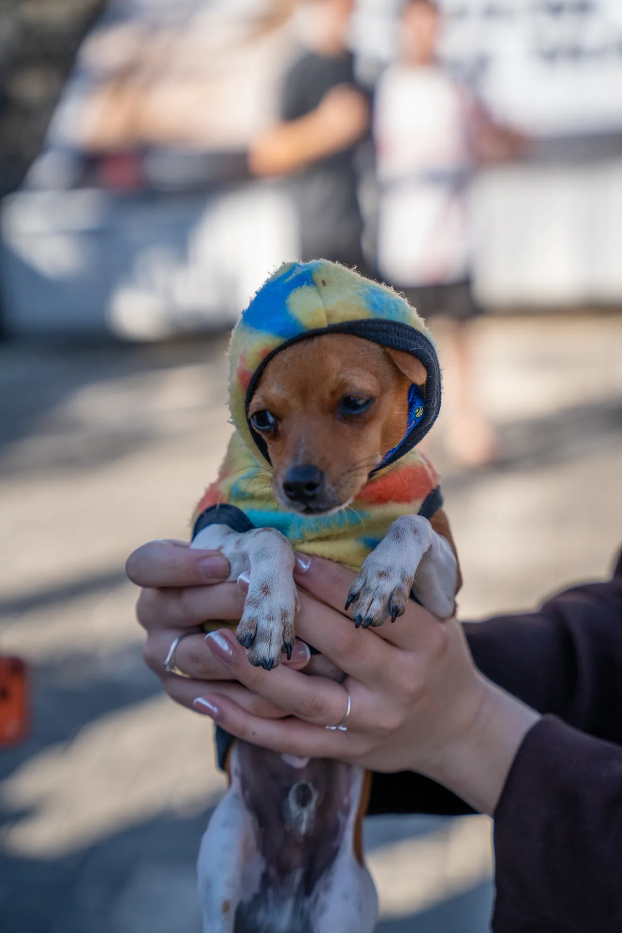 Un perro pequeño con gorra en brazos de una persona en el evento.